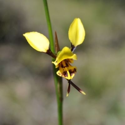 Diuris sulphurea (Tiger Orchid) at Aranda, ACT - 6 Nov 2016 by catherine.gilbert