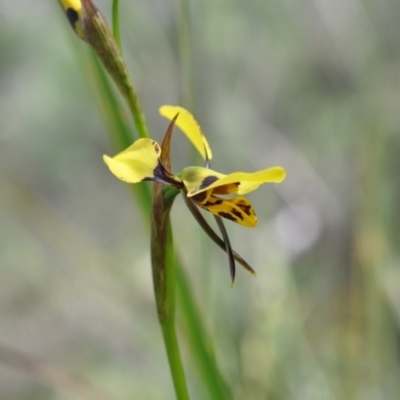 Diuris sulphurea (Tiger Orchid) at Point 4081 - 6 Nov 2016 by catherine.gilbert