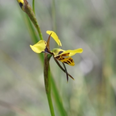 Diuris sulphurea (Tiger Orchid) at Aranda Bushland - 6 Nov 2016 by catherine.gilbert