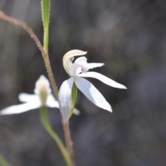 Caladenia moschata (Musky Caps) at Point 4081 - 6 Nov 2016 by catherine.gilbert