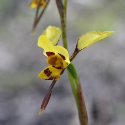 Diuris sulphurea (Tiger Orchid) at Aranda Bushland - 6 Nov 2016 by catherine.gilbert