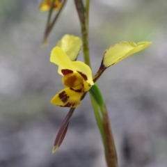 Diuris sulphurea (Tiger orchid) at Point 4081 - 6 Nov 2016 by catherine.gilbert