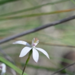 Caladenia moschata (Musky Caps) at Point 4081 - 6 Nov 2016 by catherine.gilbert