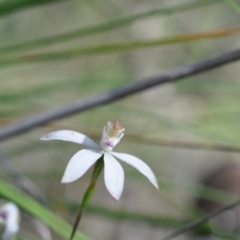 Caladenia moschata (Musky caps) at Point 4081 - 6 Nov 2016 by catherine.gilbert