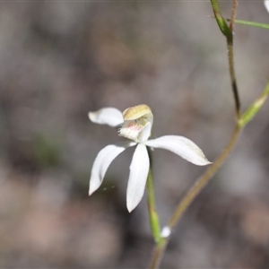 Caladenia moschata at Point 4081 - suppressed