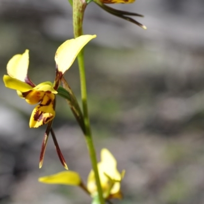 Diuris sulphurea (Tiger Orchid) at Point 4152 - 6 Nov 2016 by catherine.gilbert