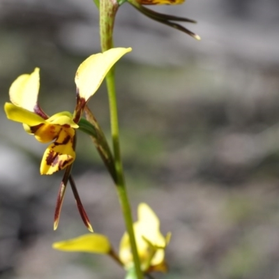 Diuris sulphurea (Tiger Orchid) at Aranda, ACT - 6 Nov 2016 by catherine.gilbert