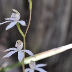 Caladenia moschata (Musky Caps) at Aranda Bushland - 6 Nov 2016 by catherine.gilbert