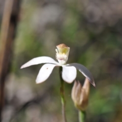 Caladenia moschata (Musky Caps) at Point 4081 - 6 Nov 2016 by catherine.gilbert