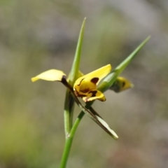 Diuris sulphurea (Tiger Orchid) at Aranda Bushland - 6 Nov 2016 by catherine.gilbert