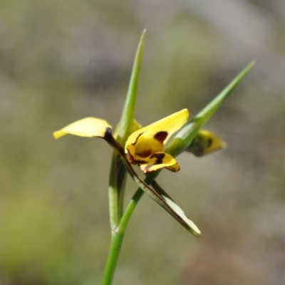 Diuris sulphurea (Tiger Orchid) at Aranda, ACT - 6 Nov 2016 by catherine.gilbert