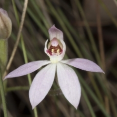 Caladenia carnea (Pink Fingers) at Cotter River, ACT - 13 Nov 2016 by DerekC