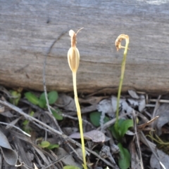 Pterostylis nutans (Nodding Greenhood) at Aranda, ACT - 6 Nov 2016 by catherine.gilbert