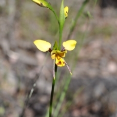 Diuris sulphurea (Tiger Orchid) at Aranda Bushland - 6 Nov 2016 by catherine.gilbert