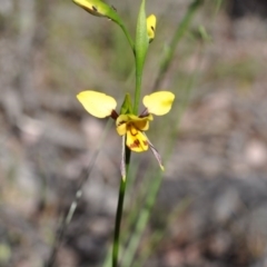 Diuris sulphurea (Tiger orchid) at Point 4081 - 6 Nov 2016 by catherine.gilbert