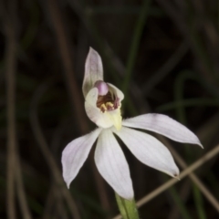 Caladenia carnea (Pink Fingers) at Tennent, ACT - 13 Nov 2016 by DerekC