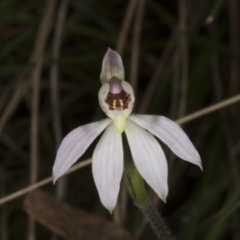 Caladenia carnea at Tennent, ACT - 13 Nov 2016