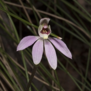 Caladenia carnea at Tennent, ACT - 13 Nov 2016