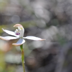 Caladenia moschata (Musky Caps) at Aranda, ACT - 6 Nov 2016 by catherine.gilbert