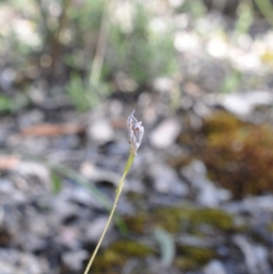 Glossodia major at Aranda, ACT - suppressed