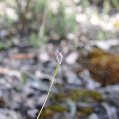 Glossodia major (Wax Lip Orchid) at Aranda Bushland - 6 Nov 2016 by catherine.gilbert