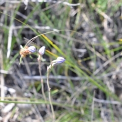 Thelymitra sp. (A Sun Orchid) at Aranda Bushland - 6 Nov 2016 by catherine.gilbert