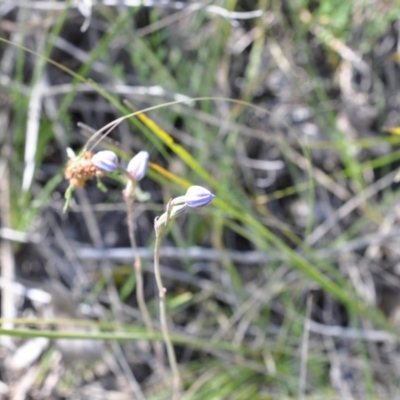 Thelymitra (Genus) (Sun Orchid) at Aranda, ACT - 6 Nov 2016 by catherine.gilbert