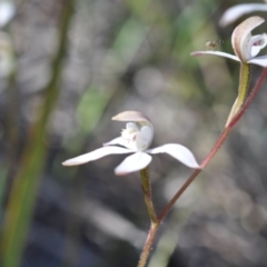 Caladenia moschata (Musky Caps) at Point 4081 - 6 Nov 2016 by catherine.gilbert