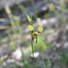 Diuris sulphurea (Tiger Orchid) at Aranda, ACT - 6 Nov 2016 by catherine.gilbert