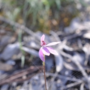 Caladenia carnea at Point 4081 - 6 Nov 2016