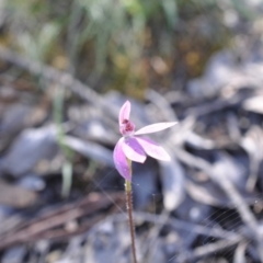 Caladenia carnea (Pink fingers) at Point 4081 - 6 Nov 2016 by catherine.gilbert