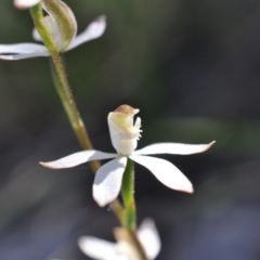 Caladenia moschata (Musky Caps) at Aranda, ACT - 6 Nov 2016 by catherine.gilbert