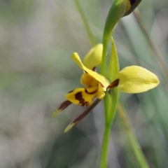 Diuris sulphurea (Tiger Orchid) at Aranda, ACT - 6 Nov 2016 by catherine.gilbert