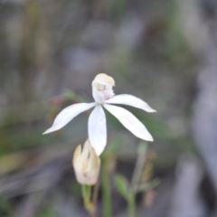 Caladenia moschata (Musky Caps) at Aranda Bushland - 6 Nov 2016 by catherine.gilbert