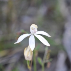 Caladenia moschata (Musky caps) at Point 4081 - 6 Nov 2016 by catherine.gilbert