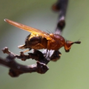 Rhagadolyra magnicornis at Cotter River, ACT - 24 Oct 2015