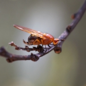 Rhagadolyra magnicornis at Cotter River, ACT - 24 Oct 2015