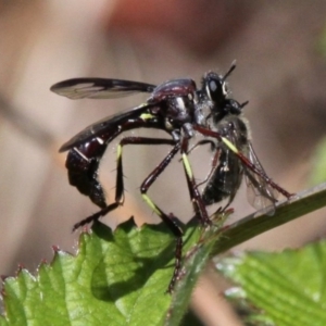 Daptolestes limbipennis at Coree, ACT - 6 Nov 2016 01:29 PM