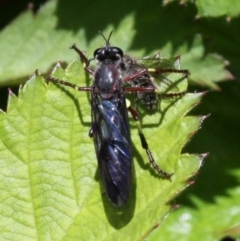 Daptolestes limbipennis at Coree, ACT - 6 Nov 2016 01:29 PM