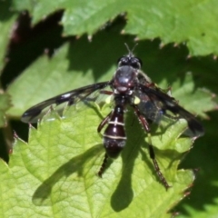 Daptolestes limbipennis at Coree, ACT - 6 Nov 2016 01:29 PM