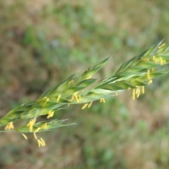 Bromus brevis (A Brome) at Conder, ACT - 13 Nov 2016 by MichaelBedingfield