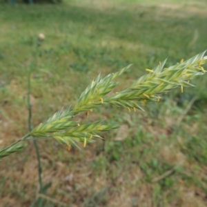 Bromus brevis at Conder, ACT - 13 Nov 2016