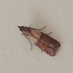 Plodia interpunctella (Indian meal moth) at Pollinator-friendly garden Conder - 13 Nov 2016 by michaelb