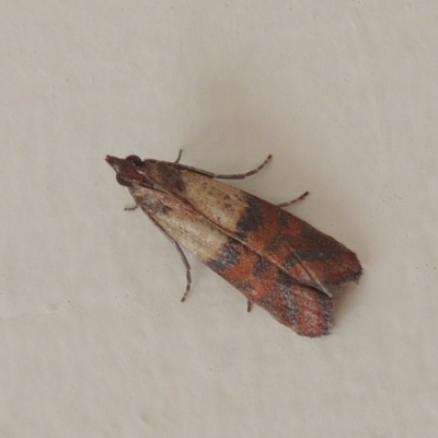 Plodia interpunctella (Indian meal moth) at Conder, ACT - 13 Nov 2016 by michaelb