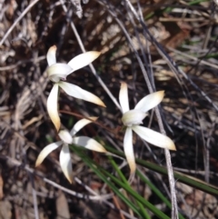 Caladenia ustulata (Brown caps) at Point 5834 - 15 Oct 2016 by kitchm