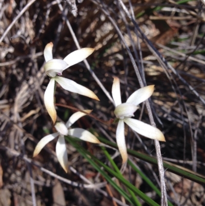 Caladenia ustulata (Brown Caps) at O'Connor, ACT - 15 Oct 2016 by kitchm