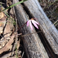 Caladenia fuscata (Dusky Fingers) at Black Mountain - 15 Oct 2016 by kitchm