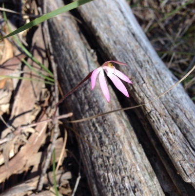 Caladenia fuscata (Dusky Fingers) at O'Connor, ACT - 15 Oct 2016 by kitchm