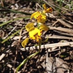 Diuris nigromontana (Black Mountain Leopard Orchid) at O'Connor, ACT - 15 Oct 2016 by kitchm