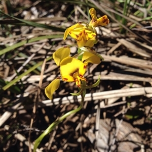 Diuris nigromontana at Point 5834 - 15 Oct 2016